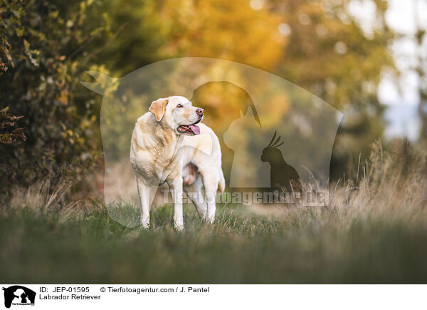 Labrador Retriever / Labrador Retriever / JEP-01595