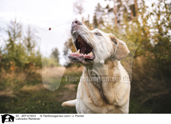 Labrador Retriever / Labrador Retriever / JEP-01603