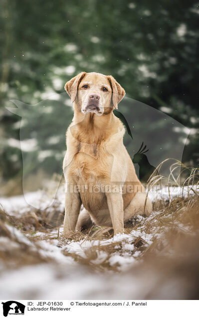 Labrador Retriever / Labrador Retriever / JEP-01630
