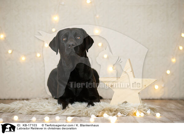 Labrador Retriever in Weihnachtsdeko / Labrador Retriever in christmas decoration / KB-17103