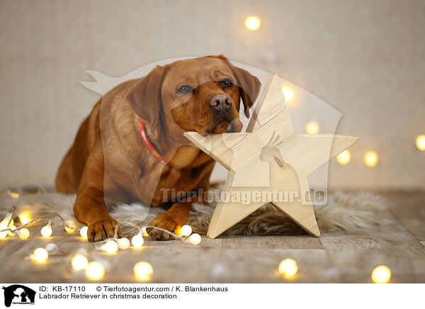 Labrador Retriever in christmas decoration / KB-17110