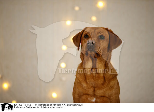 Labrador Retriever in christmas decoration / KB-17112