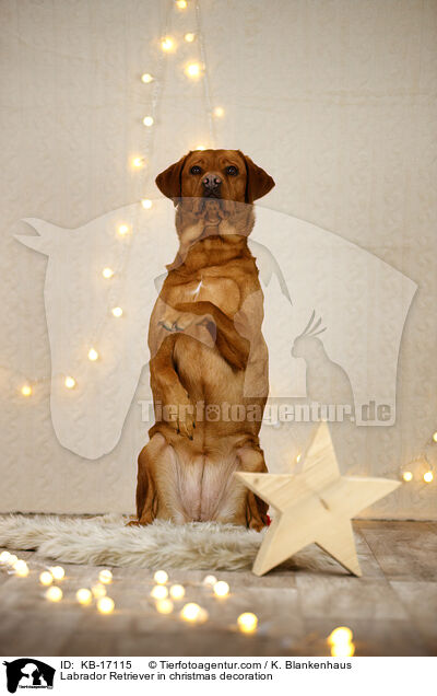 Labrador Retriever in Weihnachtsdeko / Labrador Retriever in christmas decoration / KB-17115