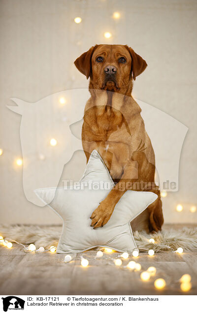 Labrador Retriever in Weihnachtsdeko / Labrador Retriever in christmas decoration / KB-17121