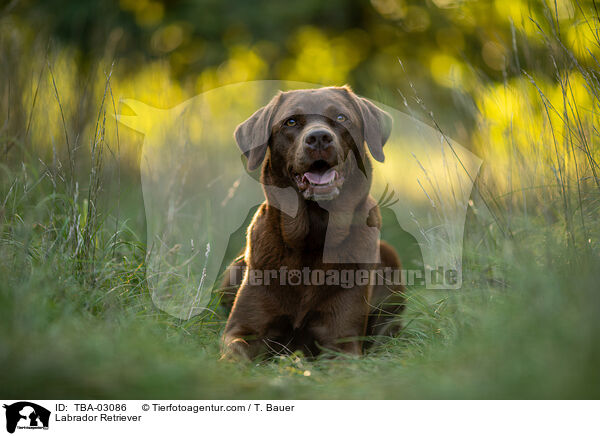 Labrador Retriever / TBA-03086