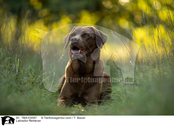 Labrador Retriever / TBA-03087