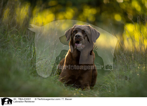 Labrador Retriever / TBA-03091