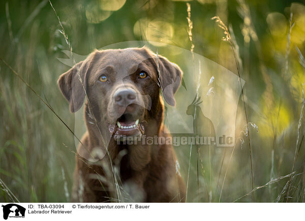 Labrador Retriever / Labrador Retriever / TBA-03094