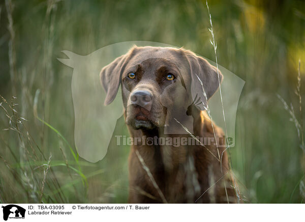 Labrador Retriever / Labrador Retriever / TBA-03095