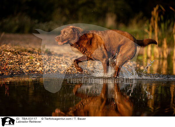 Labrador Retriever / Labrador Retriever / TBA-03117