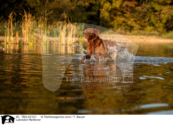 Labrador Retriever / Labrador Retriever / TBA-03121