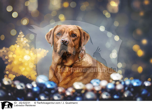 Labrador Retriever / Labrador Retriever / JQ-02231