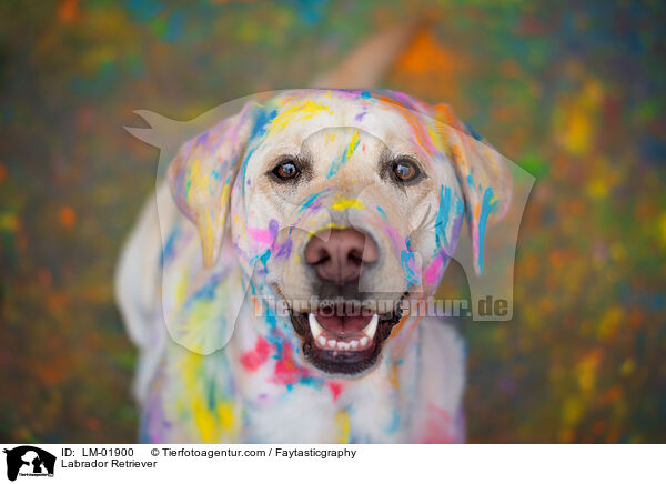 Labrador Retriever / Labrador Retriever / LM-01900