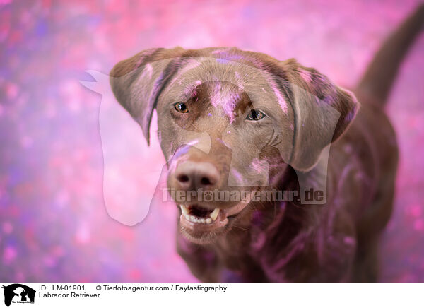 Labrador Retriever / LM-01901