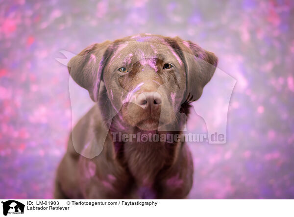 Labrador Retriever / LM-01903
