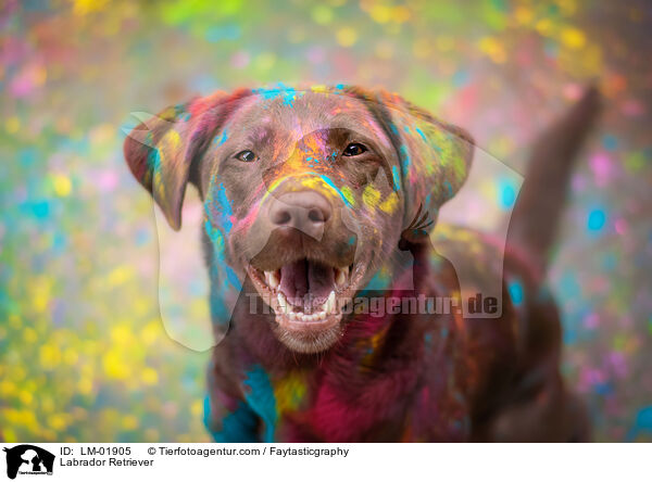 Labrador Retriever / Labrador Retriever / LM-01905