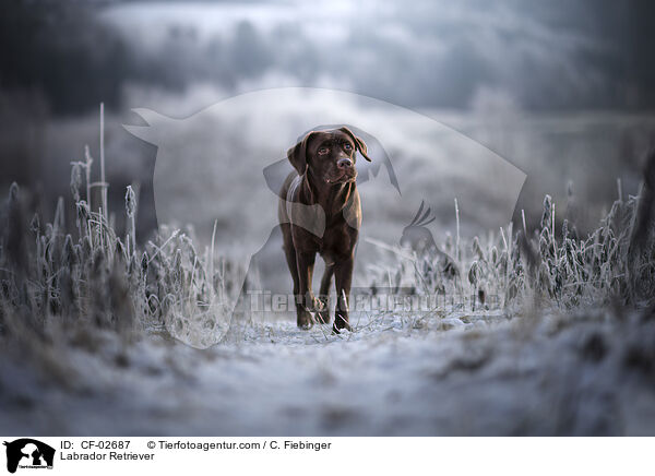 Labrador Retriever / Labrador Retriever / CF-02687