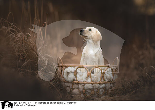 Labrador Retriever / Labrador Retriever / LP-01177