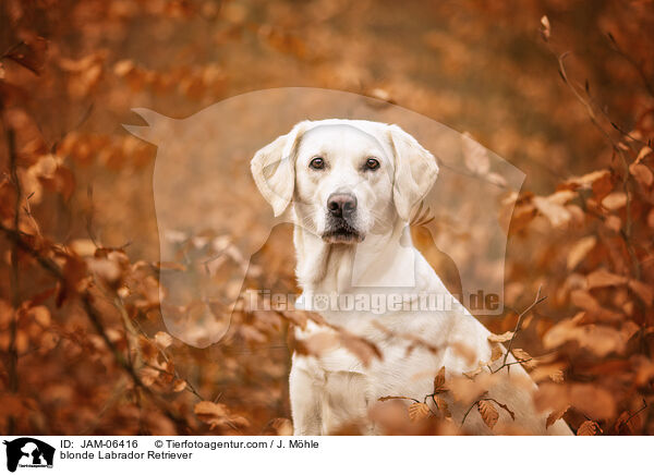 blonder Labrador Retriever / blonde Labrador Retriever / JAM-06416
