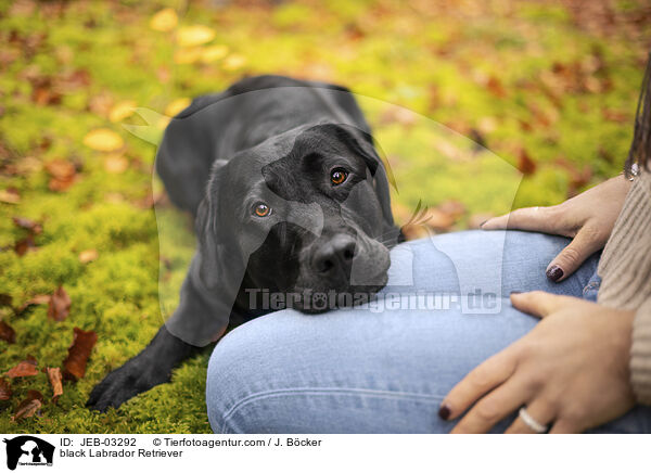 black Labrador Retriever / JEB-03292