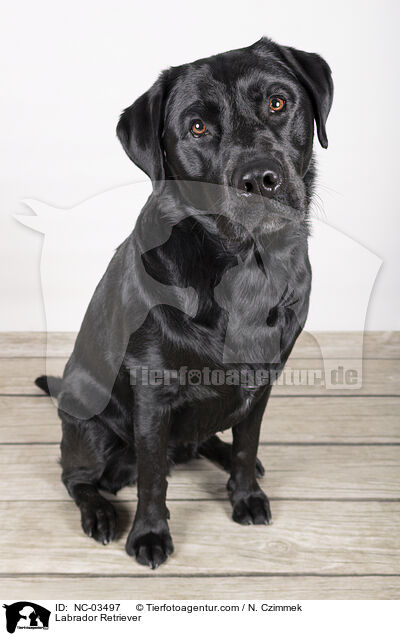 Labrador Retriever / Labrador Retriever / NC-03497