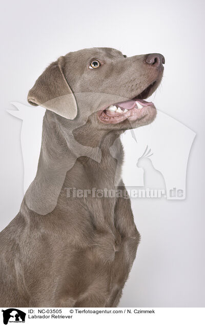 Labrador Retriever / Labrador Retriever / NC-03505