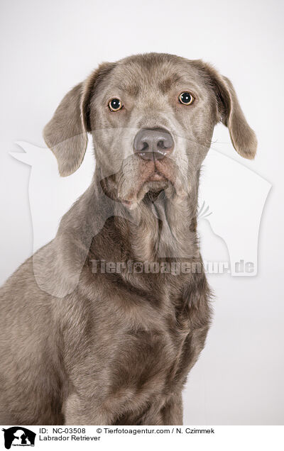 Labrador Retriever / NC-03508