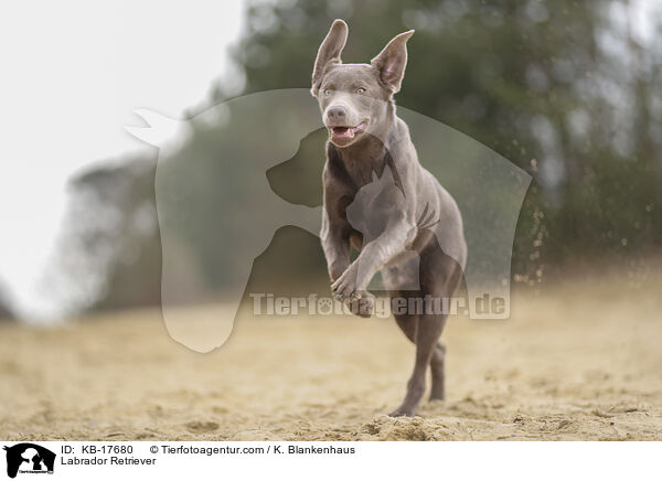 Labrador Retriever / Labrador Retriever / KB-17680