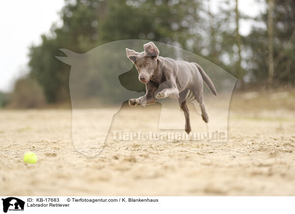 Labrador Retriever / KB-17683