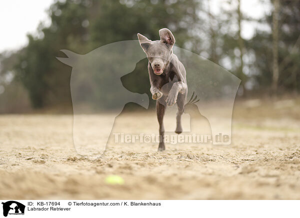 Labrador Retriever / KB-17694