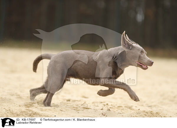 Labrador Retriever / KB-17697