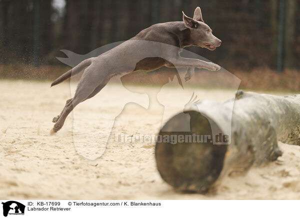 Labrador Retriever / Labrador Retriever / KB-17699