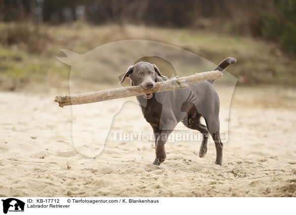 Labrador Retriever / Labrador Retriever / KB-17712