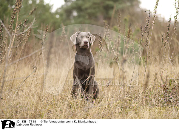Labrador Retriever / KB-17718