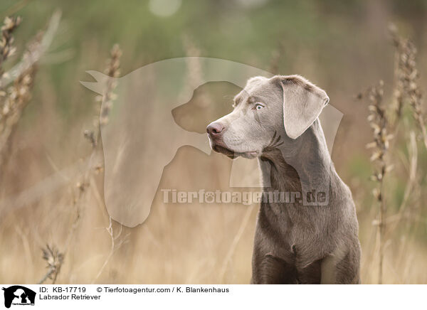 Labrador Retriever / KB-17719