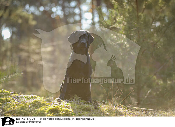 Labrador Retriever / Labrador Retriever / KB-17726