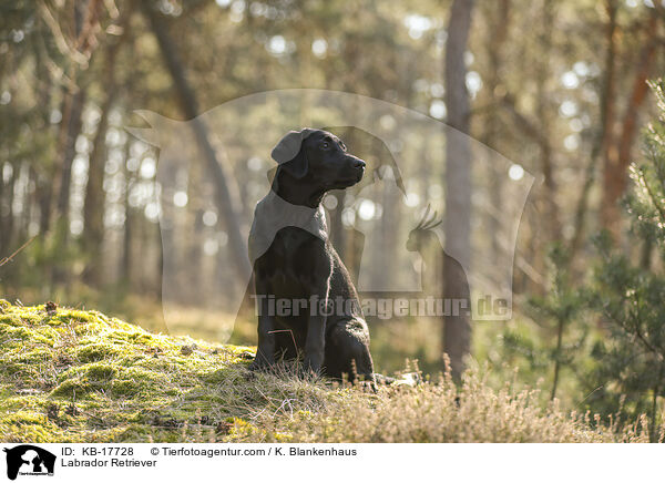 Labrador Retriever / Labrador Retriever / KB-17728