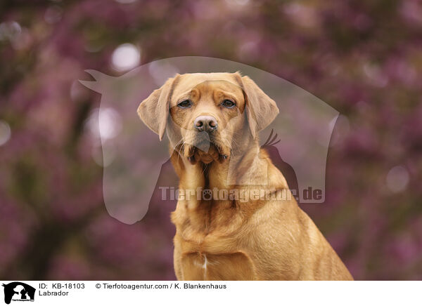 Labrador / Labrador / KB-18103
