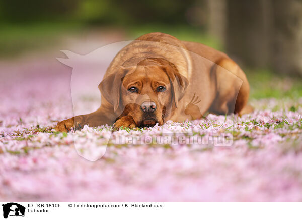 Labrador / Labrador / KB-18106
