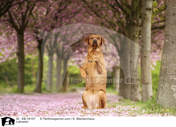 Labrador / Labrador / KB-18107