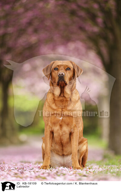 Labrador / Labrador / KB-18109