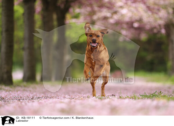 Labrador / Labrador / KB-18111