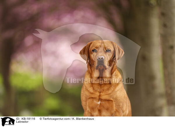 Labrador / Labrador / KB-18116