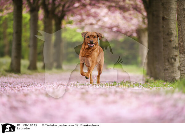 Labrador / Labrador / KB-18119