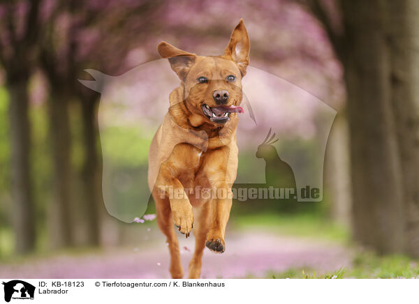 Labrador / Labrador / KB-18123