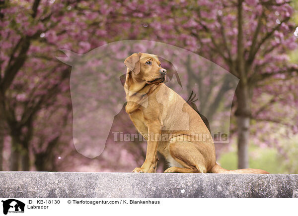 Labrador / Labrador / KB-18130