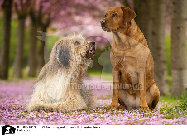Labrador / Labrador / KB-18133