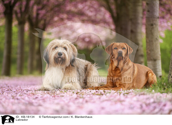 Labrador / Labrador / KB-18134
