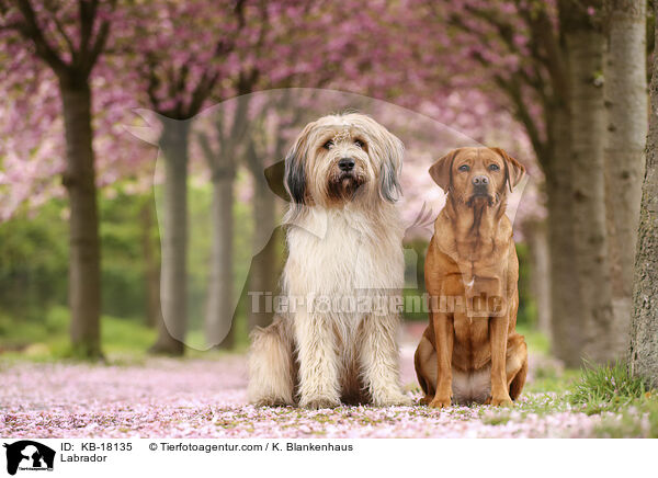 Labrador / Labrador / KB-18135