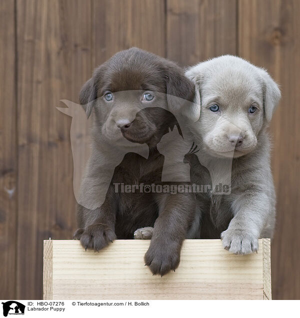 Labrador Welpe / Labrador Puppy / HBO-07276